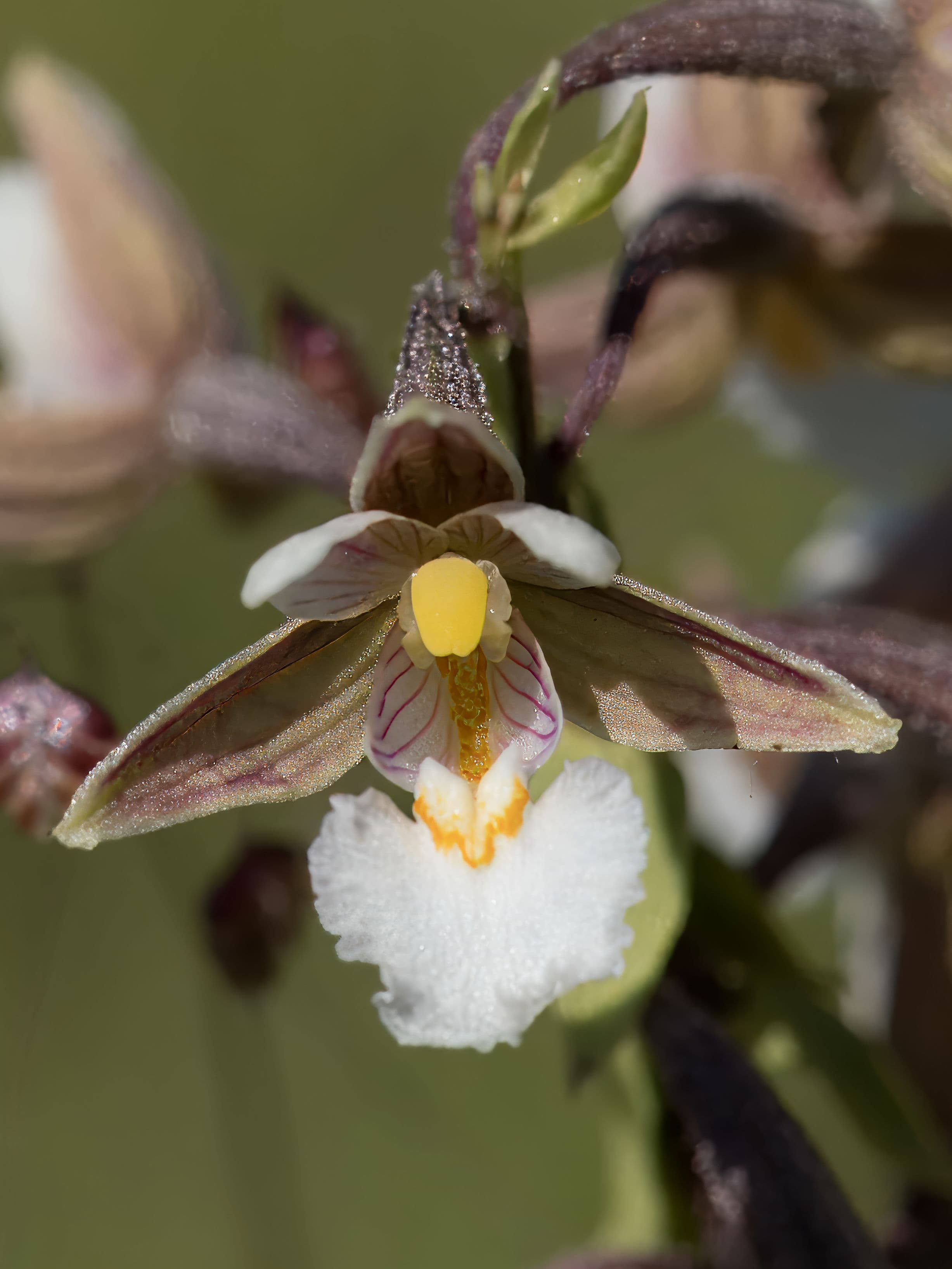 Kärna Mosse - orkidéernas paradis, tillgänglighetsanpassad vandring