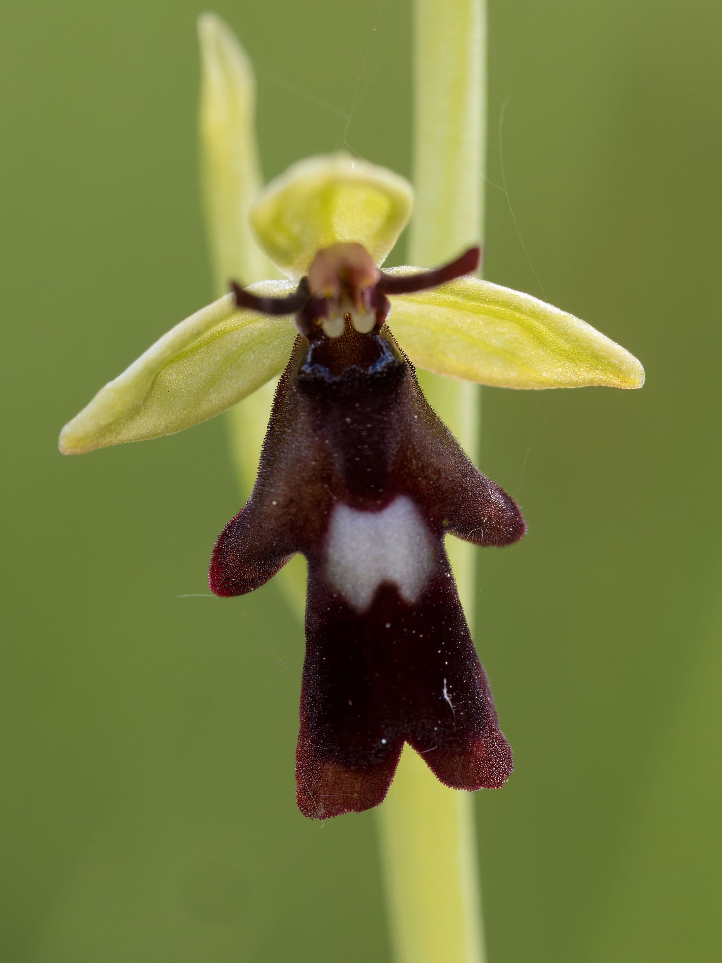 Kärna Mosse - orkidéernas paradis