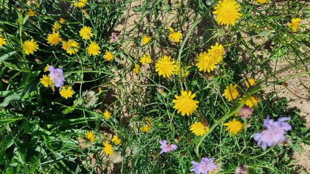 Blommor och bin vid Smedstad kulle