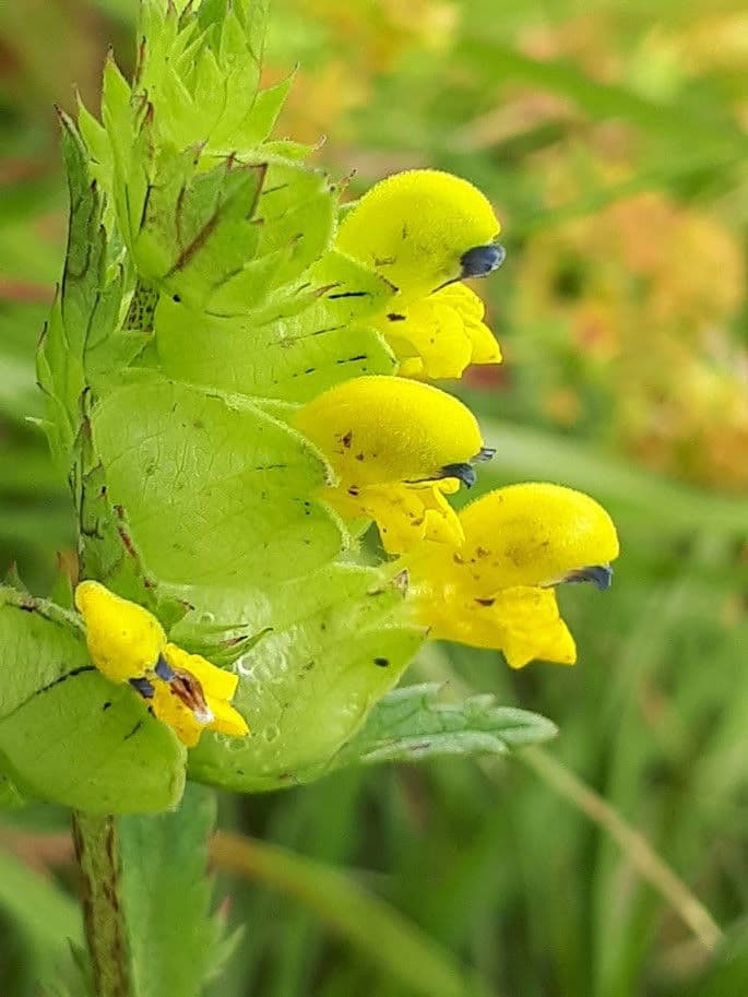 De vilda blommornas dag guidning i Tinnerö Eklandskap