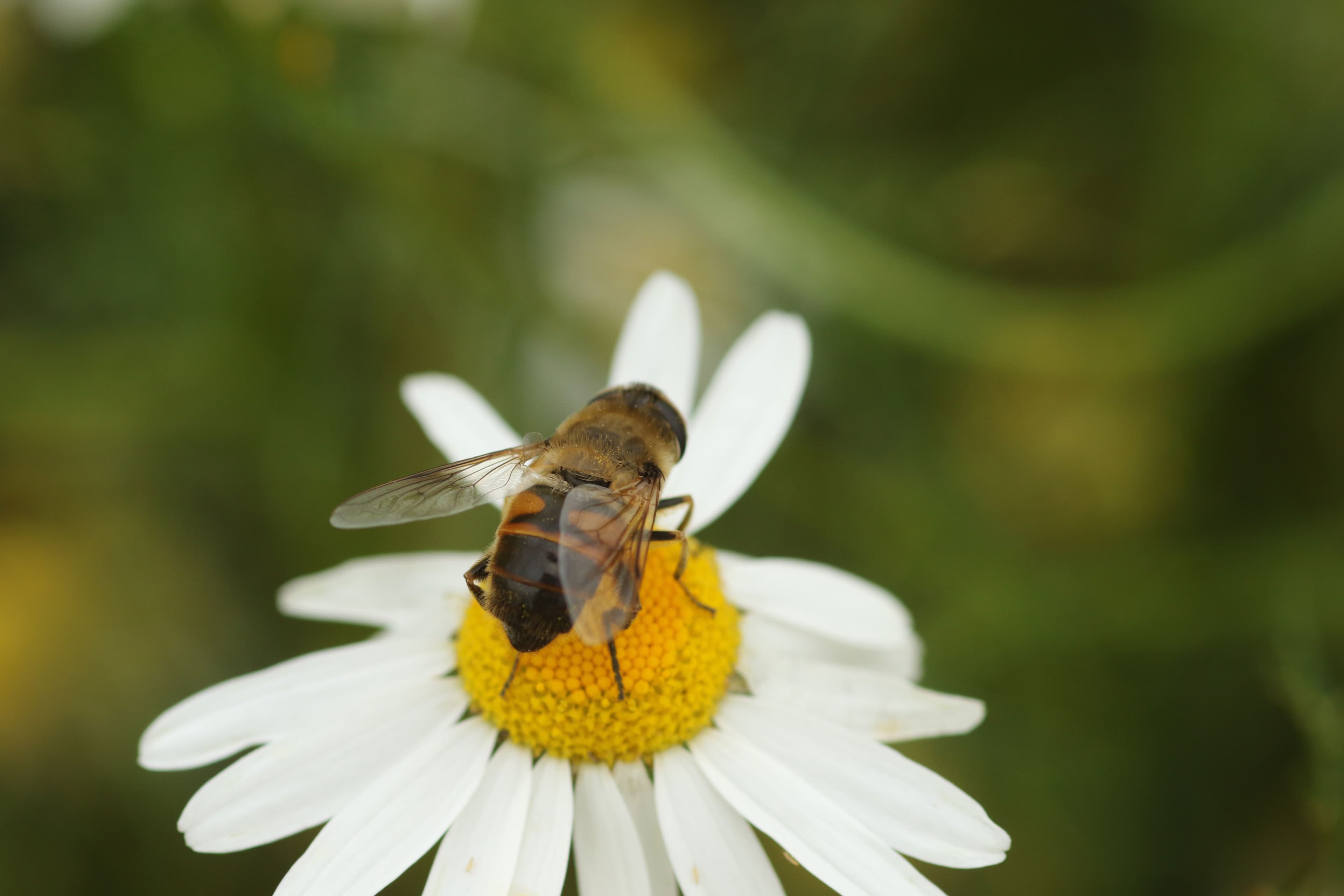 Artjakt för nybörjare vid Naturens Hus