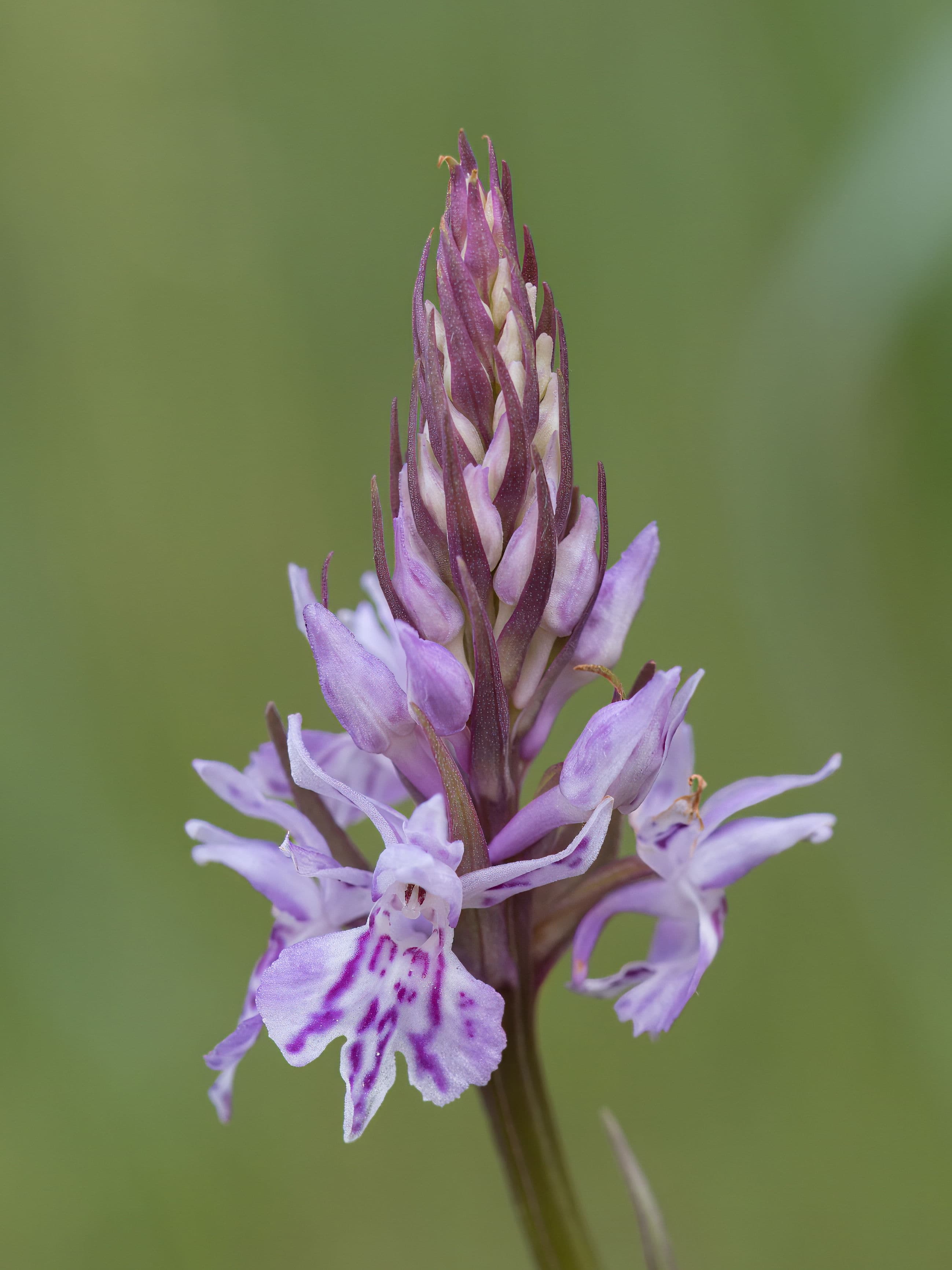 Kärna Mosse - orkidéernas paradis