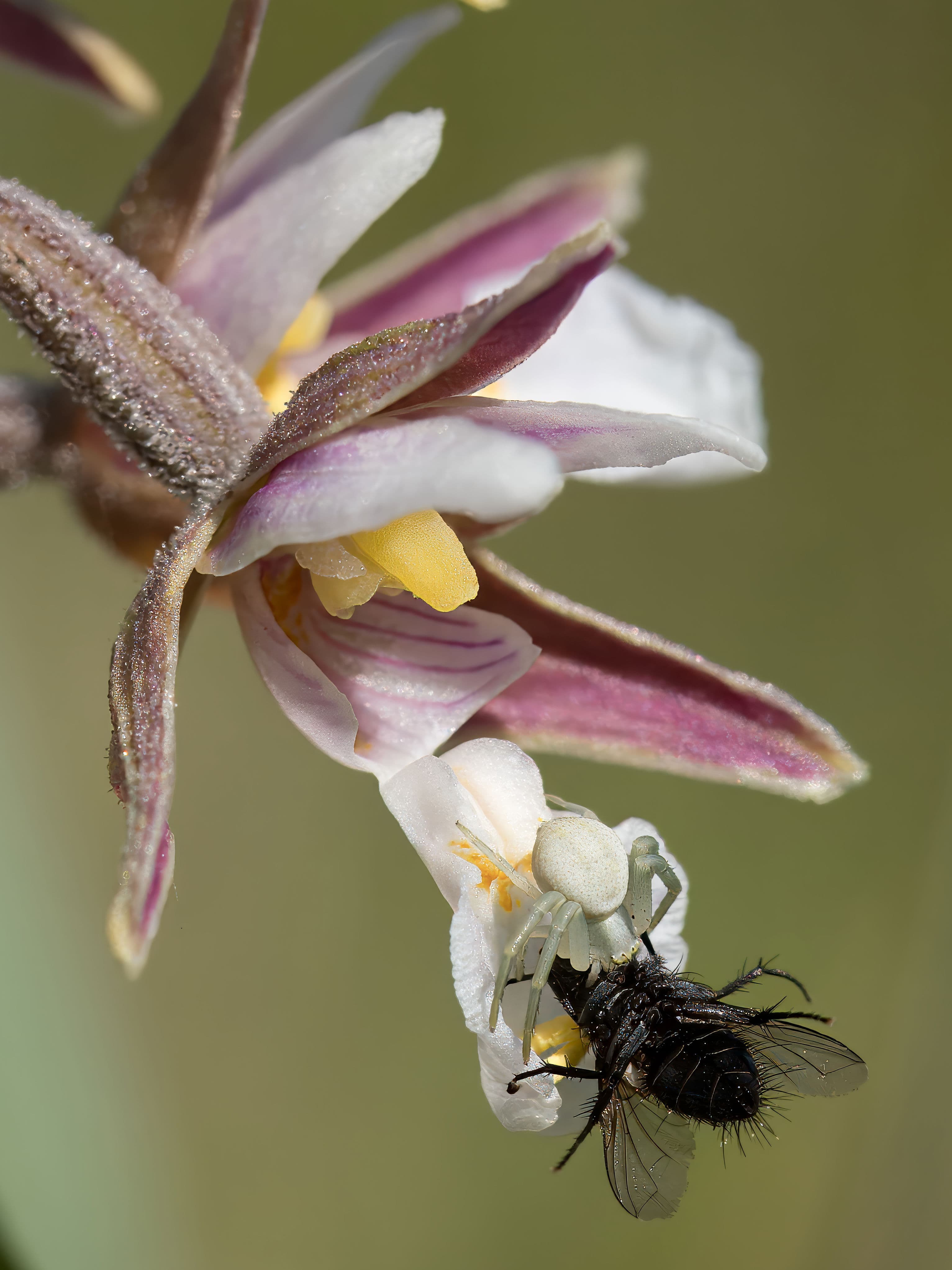 Kärna Mosse - orkidéernas paradis