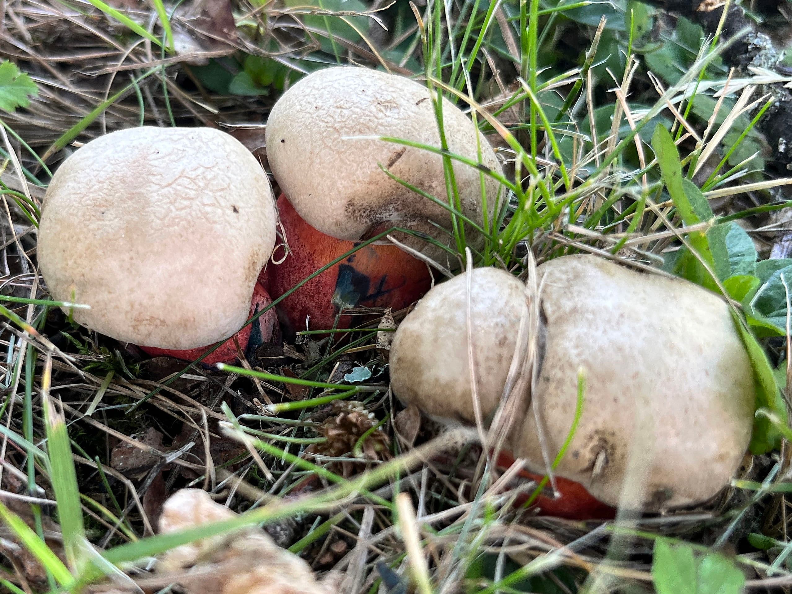 Sopp i knopp - tidiga sommarsvampar