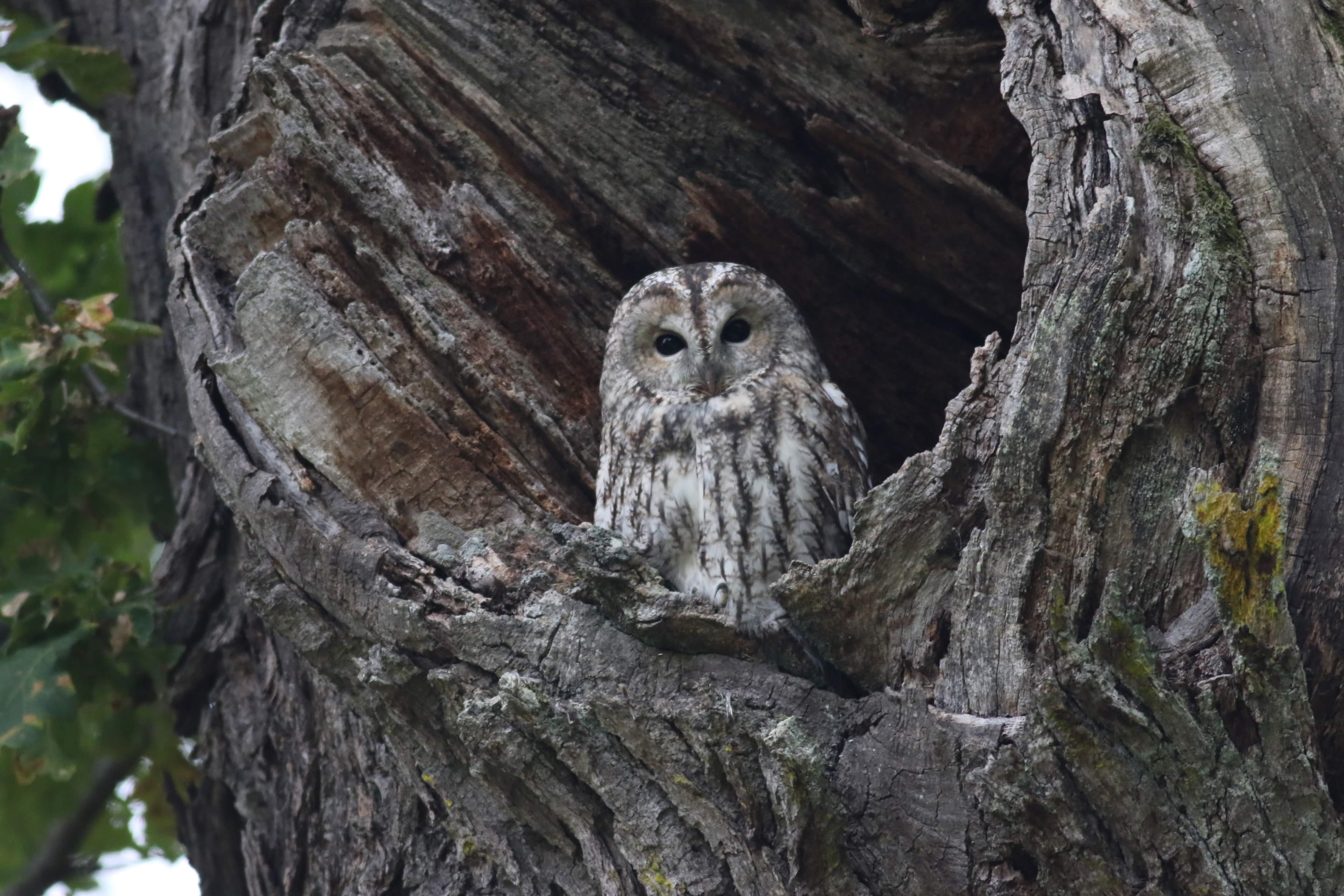 Ugglor i Tinnerö Eklandskap
